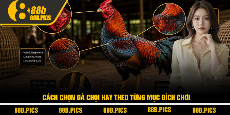 Cách chọn gà chọi hay - Bí quyết dân chơi tại nhà cái 88B 4 Cách chọn gà chọi hay theo từng mục đích chơi