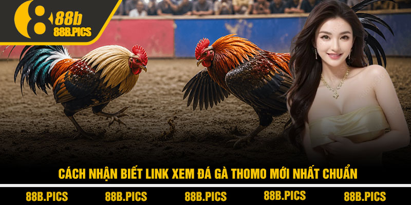 Link xem đá gà Thomo mới nhất - Xem trực tiếp tại 88B 2 Cách nhận biết link xem đá gà Thomo mới nhất chuẩn