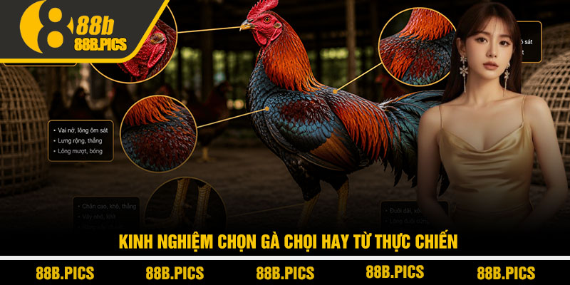 Cách chọn gà chọi hay - Bí quyết dân chơi tại nhà cái 88B 3 Kinh nghiệm chọn gà chọi hay từ thực chiến