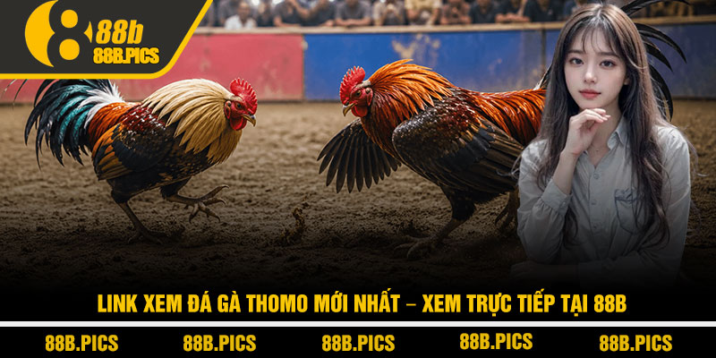 Link xem đá gà Thomo mới nhất - Xem trực tiếp tại 88B 2 Link xem đá gà Thomo mới nhất - Xem trực tiếp tại 88B