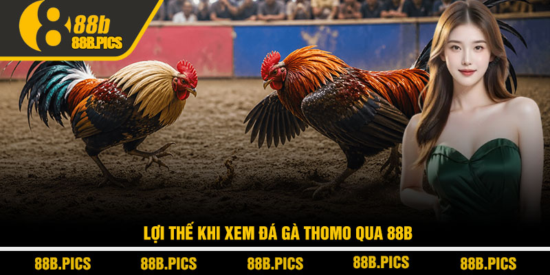 Link xem đá gà Thomo mới nhất - Xem trực tiếp tại 88B 3 Lợi thế khi xem đá gà Thomo qua 88B