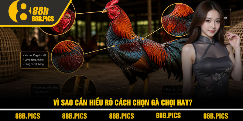 Cách chọn gà chọi hay - Bí quyết dân chơi tại nhà cái 88B 2 Vì sao cần hiểu rõ cách chọn gà chọi hay?